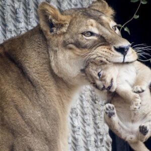 yirticilara yem edecek evcil hayvan istemislerdi hayvanat bahcesine bagis yagdi LGUlECb1
