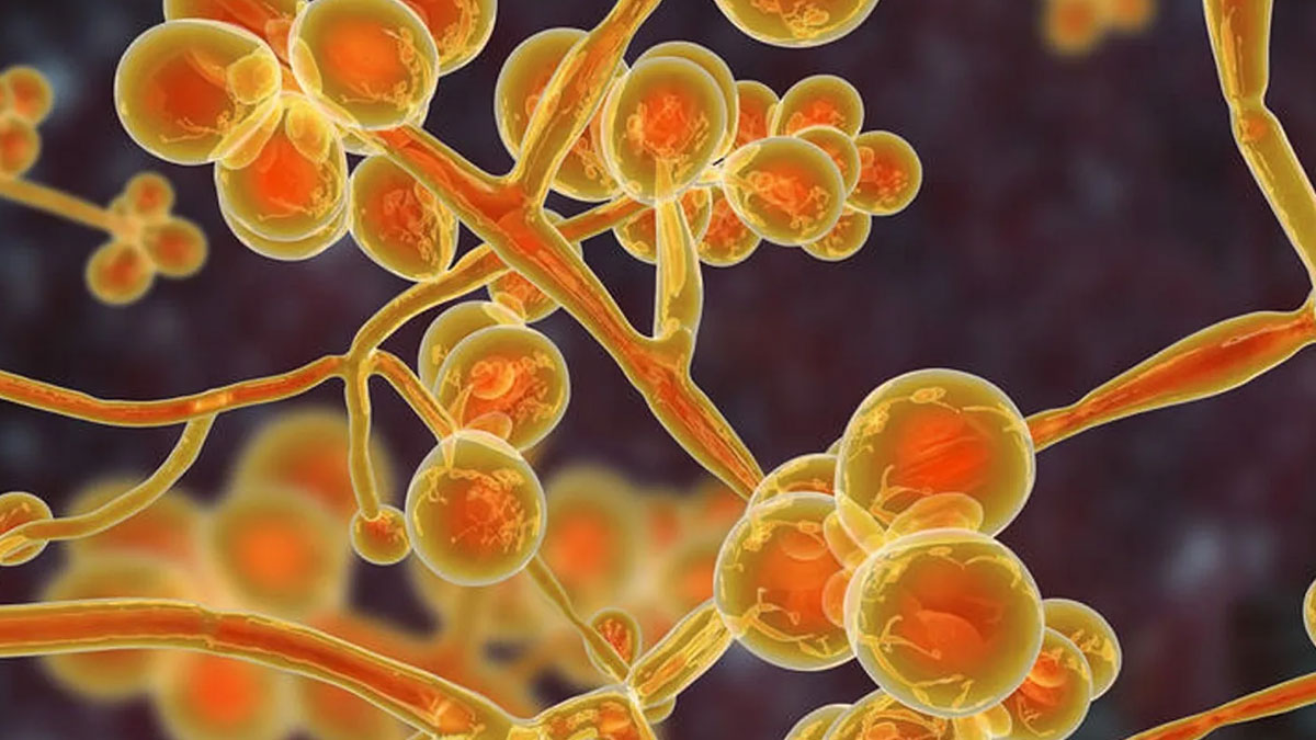 candida auris mantari vakalarinda artis yasaniyor 1ATP83Tn