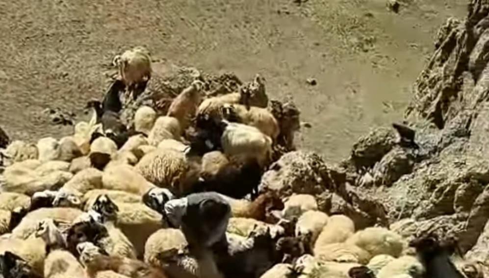 vanda suruye kurtlar saldirdi pBHlXFGA