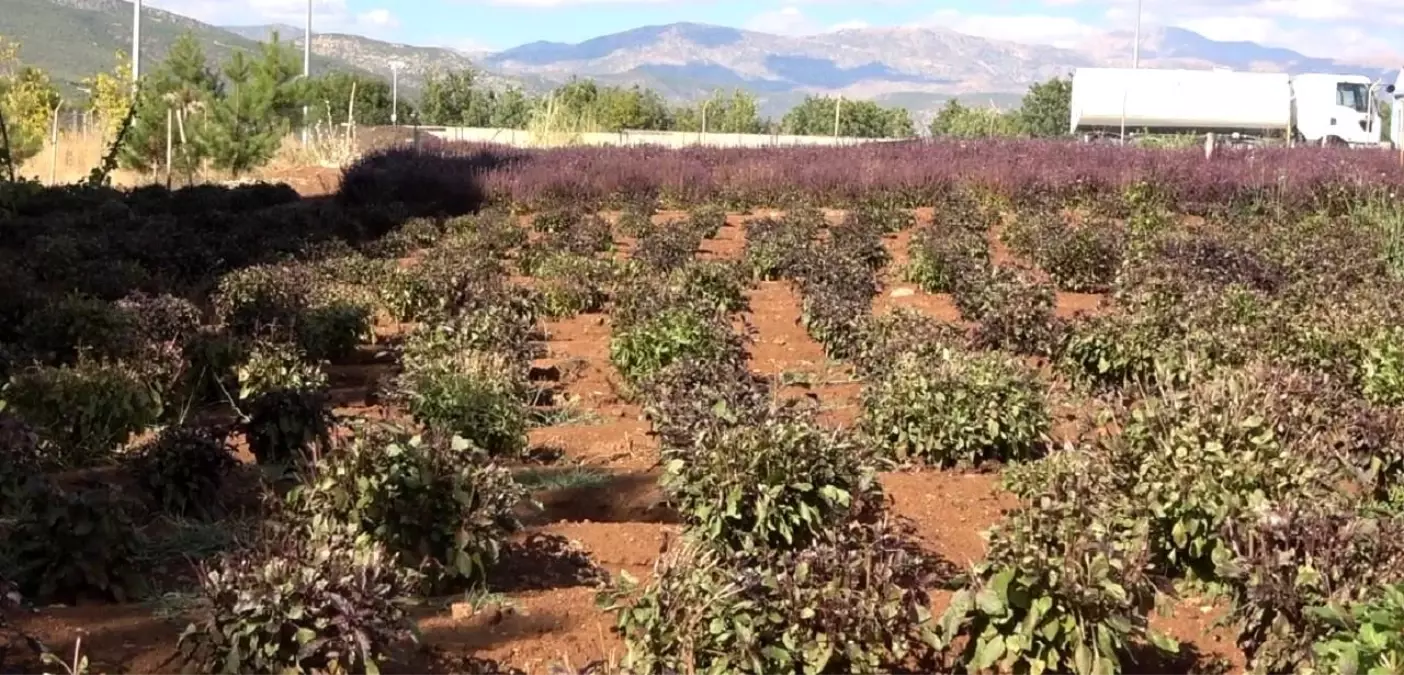 reyhan cicegi ariciligi canlandirdi 71wte1U8.jpg