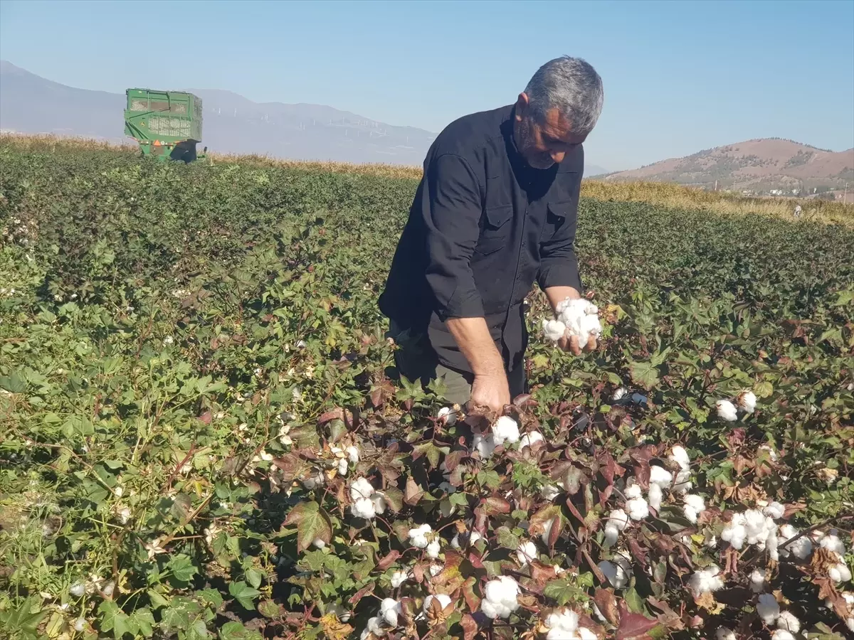 gaziantepte pamuk hasadi basladi JwQFc7al.jpg