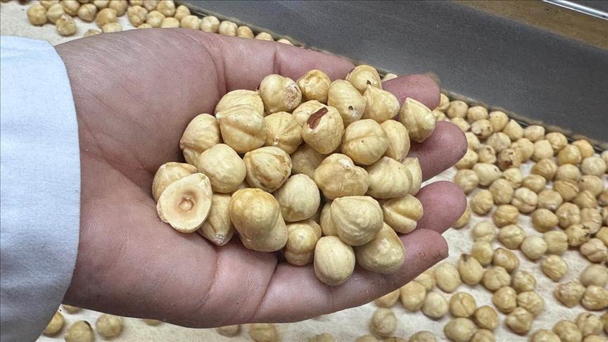 turkiye findik ihracatindan 351 milyon dolari askin gelir sagladi BSQk6XYv.jpg