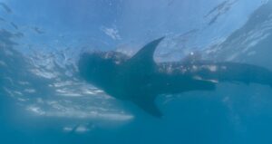 bukalemundan-bile-hizli-renk-degistiren-balik-ortaya-cikti-GzTfByaf