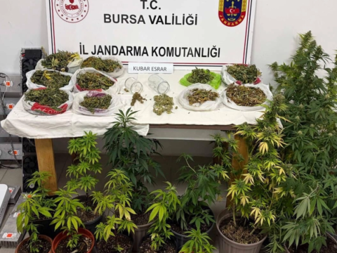 Bursa inegolde kenevir ve yuklu miktarda esrar ele gecirildi a1IIMRe8